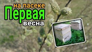 Через тернии к звёздам🐝💰Мой бизнес проект. Первая весна на моей пасеке. Пчеловодство. Теплый улей.