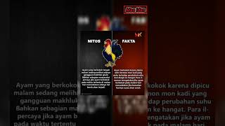 fakta Unik dari Ayam #shortvideo #faktamenarik #faktaunik #ayam