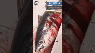 See how we caught a 120 kg tuna in the UAE sea 😱🎣#fish #fishing #fishvideo #foryou #tuna #sea #big