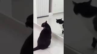 Cursed Video Cat edition