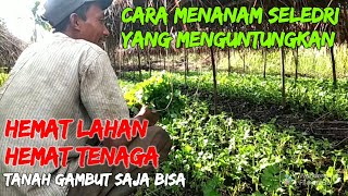 Cara Menanam Seledri dan Perawatan Seledri Tanpa Rahasia