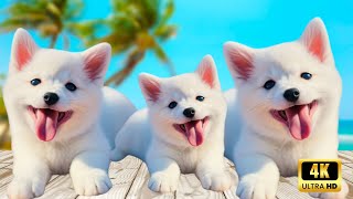 2024 Funniest Animals 😂 Best Funny Puppy Dogs 🐶 Part 04 | Cute Dogs