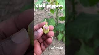 What is the Name of the two Chilli Peppers Varieties?