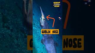 Unbelievable Goblin Shark Secrets You Never Knew! 🤯🦈 #animalwonder #goblinshark