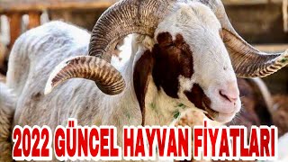 2022'nin EN HAREKETSİZ HAYVAN PAZARI | FİYATLAR DİP YAPTI..