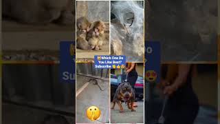 Funny Animal Videos 2022 - Funniest Cute Cats And Dogs Video #cat #shorts #animals #trending #tiktok