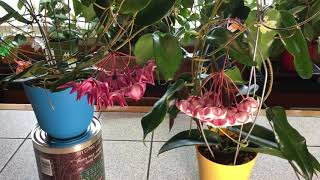 Birds of a Feather: Caring for Hoya macgillivrayi and Hoya archboldiana