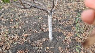 Чем мы обрабатываем деревья осенью.Садово-огородные будни.