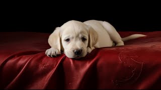 TV for Dogs | Deep Sleep Relaxation Melodies to Calm Your Dog | Chill Your Dog Out - Dog Music