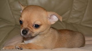 TOP 10 CUTEST CHIHUAHUA DOGS OF ALL TIME COMPILATION 2016