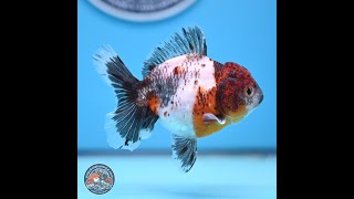 Shogun Calico Oranda 3.5-4 inches (241004_OR05)