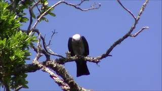 Mississippi Kite In My Yard In Pensacola, Florida 5/6/2020