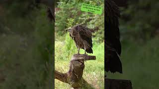 Conservation HQ - Episode 1 - Ruppell's Griffon Vulture