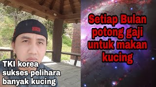 TKI KOREA Sukses // Pelihara Puluhan Kucing Di Korea