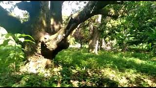 🇧🇷Grota da Gia, Campo Formoso Bahia, Em Ponta da Chapada Diamantina