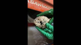 Cutting open an Agatized coral head geode!        #agatizedcoral