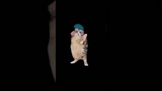 Cat Dances to Girlfriend #cat #funny