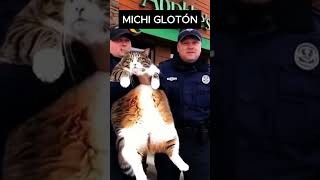 Gatito Arrestado por Acabarse el Pescado