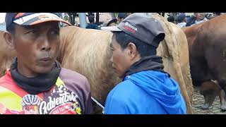 sapi kembaran setia farm wariso ada di pasar besuki situbondo #setiafarm #sapijumbo