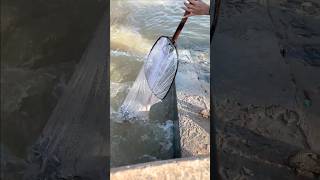 Real Life 100% Net Fishing In River At The Countryside.(Episode 244)