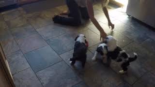 This is how adorable it is when you play with 4 week old Sheepadoodle Puppies