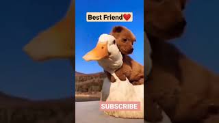 Best Friend Ever ❤️#animals #animalsvideo #dog #doglove #dogvideo #dogs