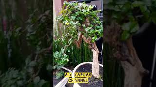 Bonsai Bunjin Serut #Shorts