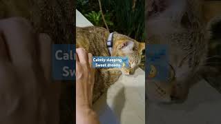 Cats of ATC | Alabang Town Center