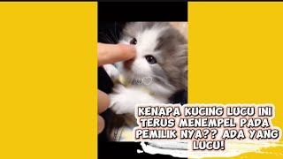 Kenapa kucing lucu ini terus menempel??? ada pesan khusus dari semesta 🙀