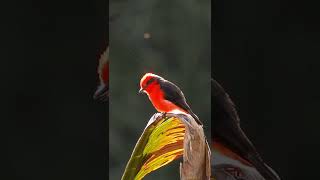 Vermilion flycatcher