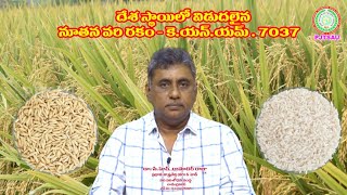 దేశ స్థాయిలో   విడుదల అయిన నూతన వరి  రకం Countrywide Released Rice Variety KNM 7037 II PJTSAU II