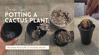 ASMR - Potting a Cactus Plant #Shorts