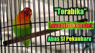 Aksi lovebird konslet "Torabika" milik Herman Abas Pekanbaru