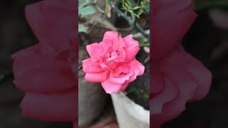 Rose💋#viral#viralvideo#viralshorts#shorts#trending#trendingshorts#india#indian#garden#gardening#love