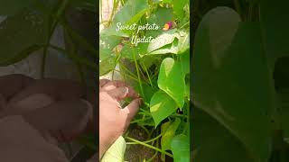 Sweet potato 🍠 update #bhaskarslittlegarden #viralshorts2024 #terracegarden #plants