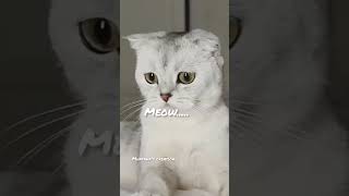 Cats are sweet..just see until end....#shorts #short #youtubeshorts #pets #cat #funny