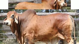 Colgara Red Polled Brahman Bulls