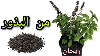 زراعه الريحان من البذره