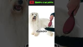 31 EL BICHÓN EL PELUCHE VIVIENTE | Quiero a mi perro ❤️