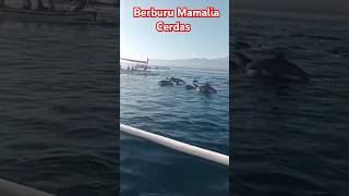 Rasakan Sensasi Berburu Mamalia Cerdas di  Bali #bali #travel