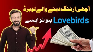 lovebird business | lovebird setup | آچھی ارننگ دینے والے لو برڈ