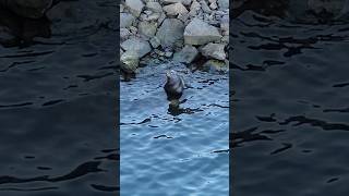 A lone sea lion checking things out in Ensenada, Mexico