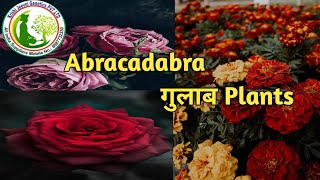 || Abracadabra Rose 🌹🌹 Plants ||By Krishijeevni Genetics|| Contact No.8887732330 ||#abracadabra#rose