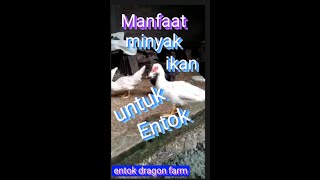 Manfaat minyak ikan untuk entok