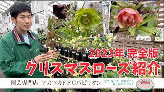 2023年･完全版！クリスマスローズ売り場の紹介【園芸専門店アカツカFFCパビリオン】