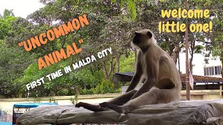 Uncommon animal (Hanumaan) came in Malda city near Vrindavani Maath to save us from CORONA - Monkey.