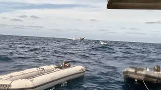 Socorro 2023 - Humpback Whales Breaching