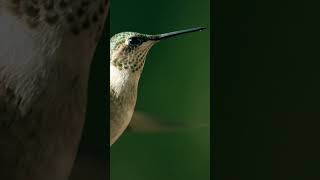 Black-Chinned Hummingbird (Archilochus alexandri)