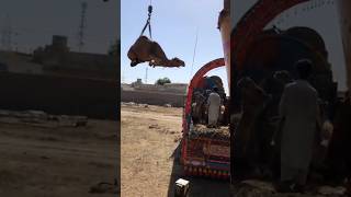 Camel🐫 loading video#animals #youtubeshorts #camel #youtubevideos #beautifulanimals #shorts #short