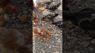 GALLINAS FELICES , se comen todo #shorts #gallinas #canarias